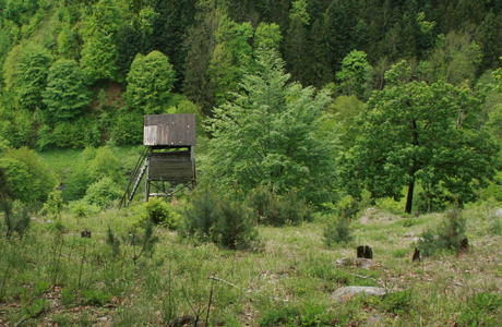 Sukzessions- & Pionierwälder - © Emanuel Trummer